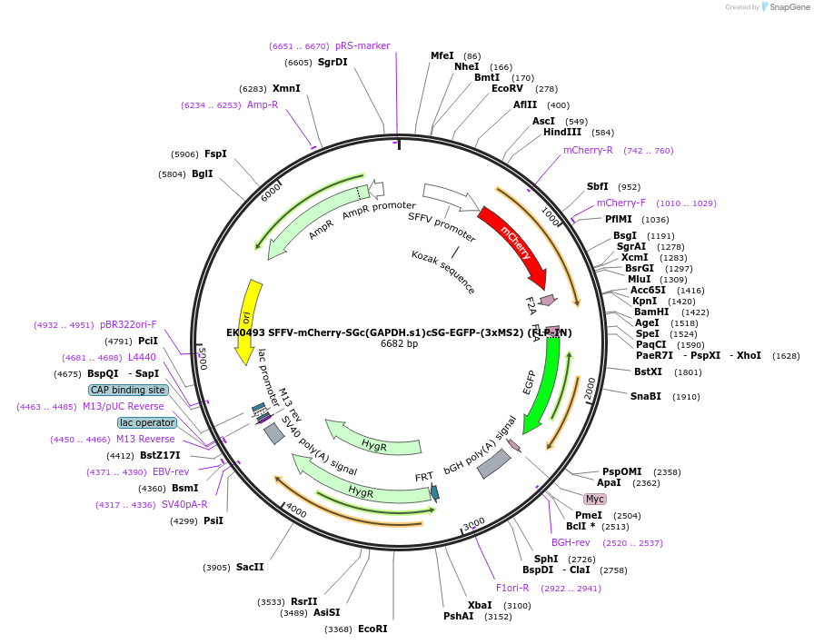 191156-plasmid-map-sequence-id-375490
