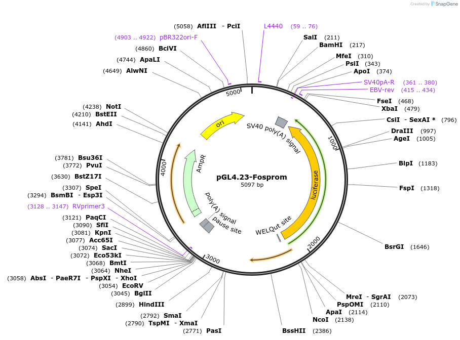 188113-plasmid-map-sequence-id-375494
