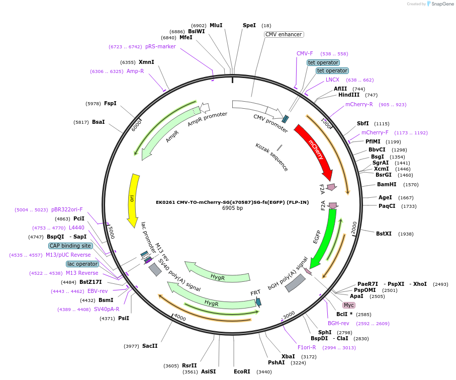 191175-plasmid-map-sequence-id-375495