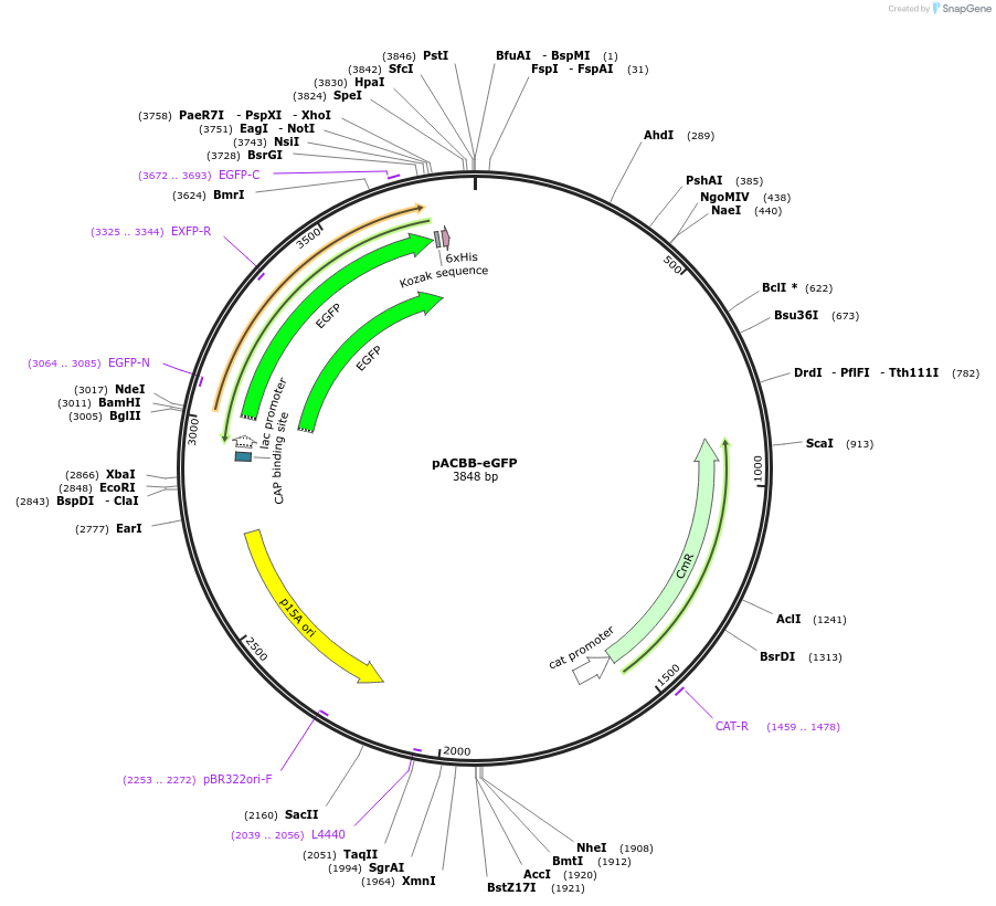 32551-plasmid-map-sequence-id-37550