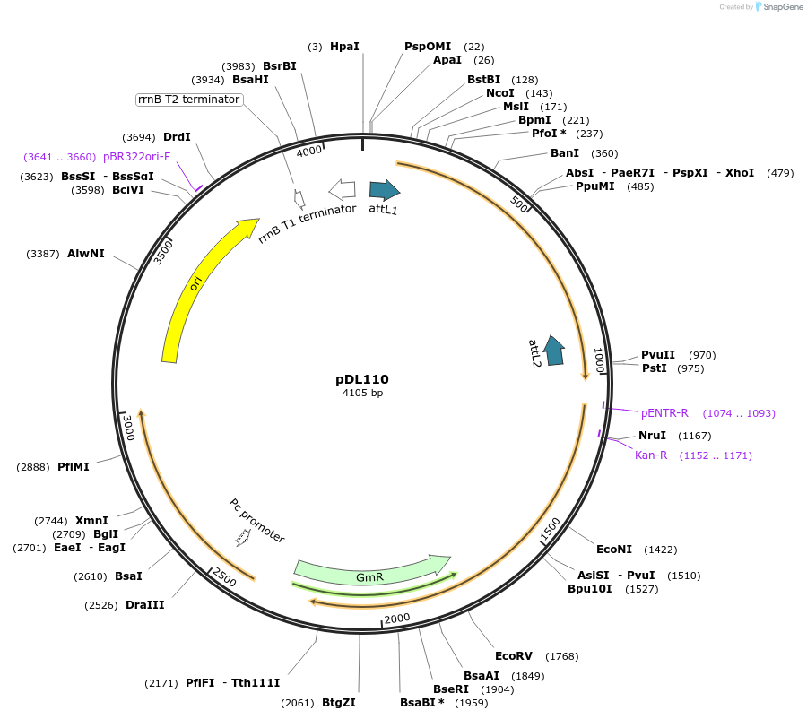 175915-plasmid-map-sequence-id-375512