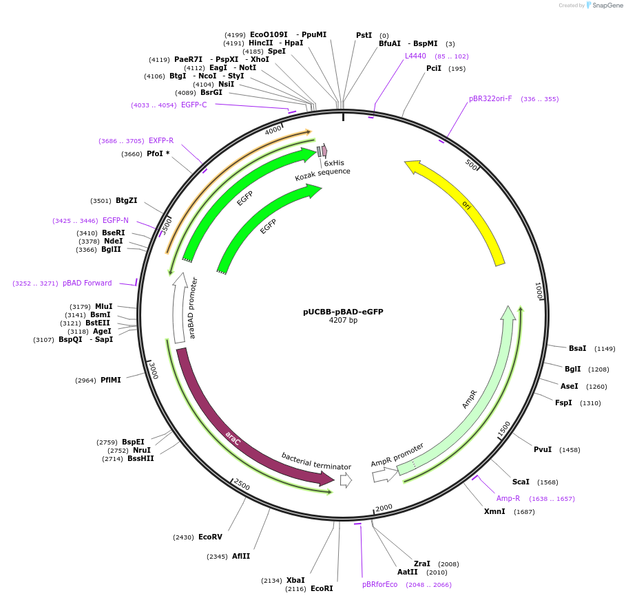 32553-plasmid-map-sequence-id-37553