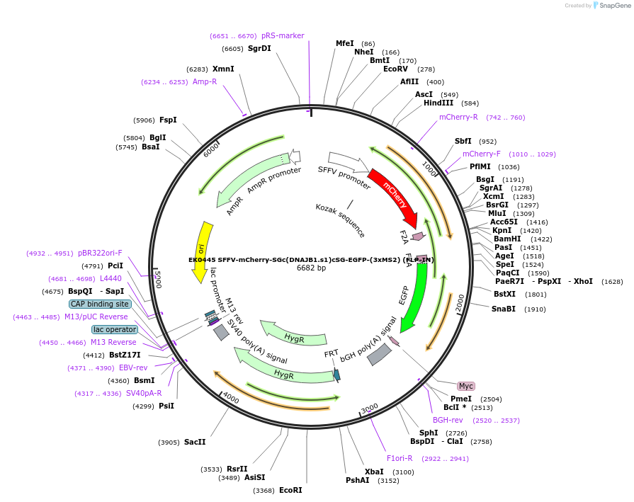 191155-plasmid-map-sequence-id-375539