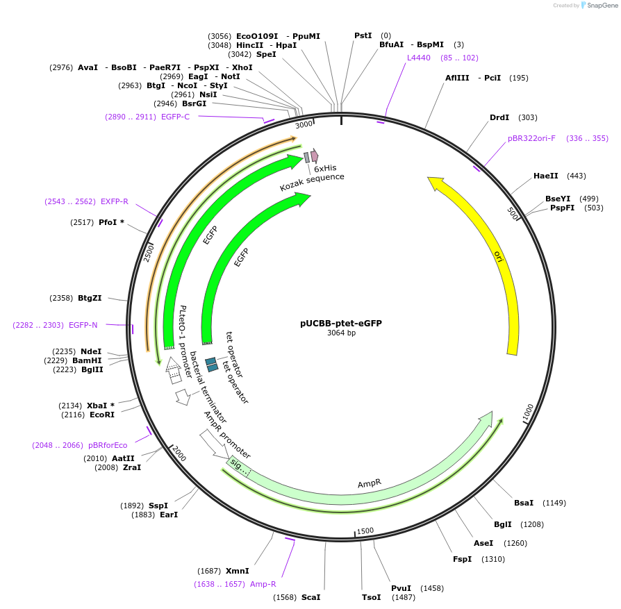 32554-plasmid-map-sequence-id-37554