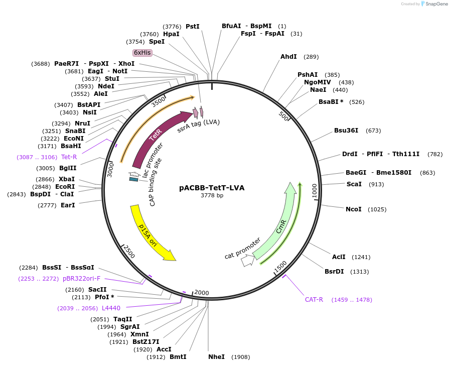 32555-plasmid-map-sequence-id-37555