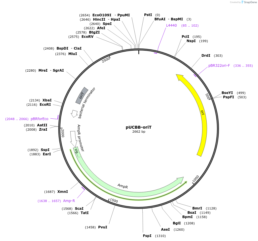 32556-plasmid-map-sequence-id-37556