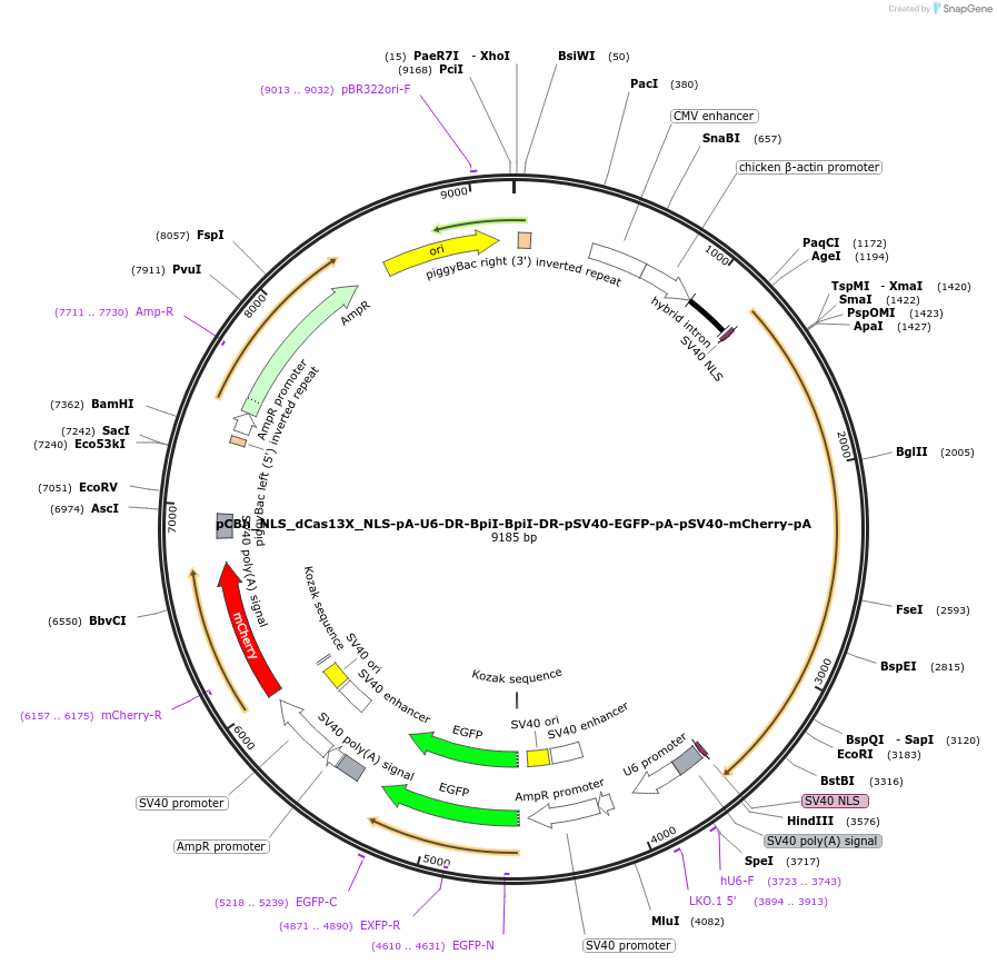 191796-plasmid-map-sequence-id-375578