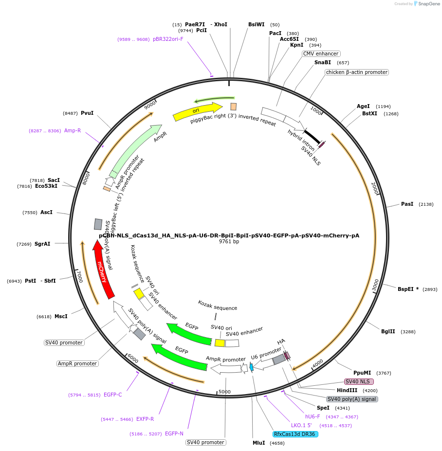 191797-plasmid-map-sequence-id-375579