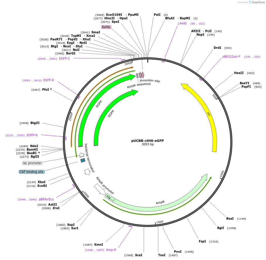 32562-plasmid-map-sequence-id-37558