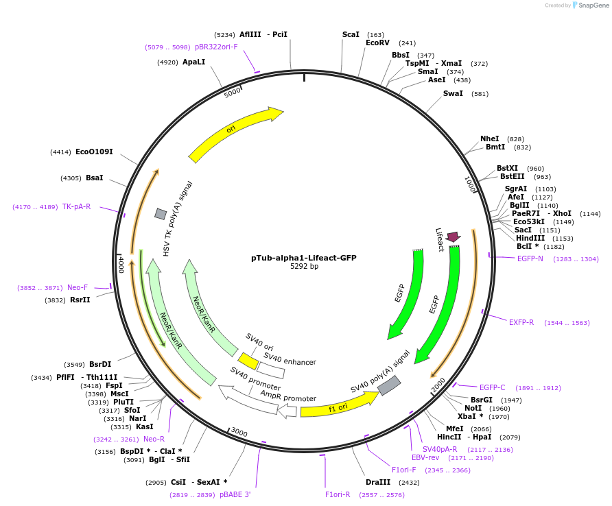 175437-plasmid-map-sequence-id-375581