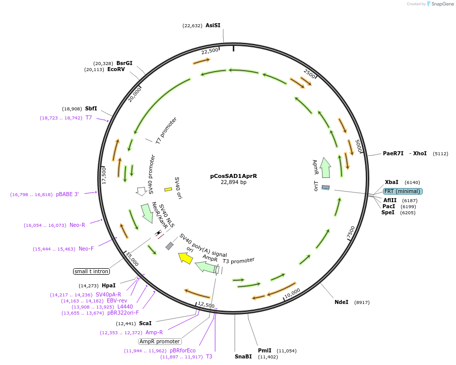 190786-plasmid-map-sequence-id-375582