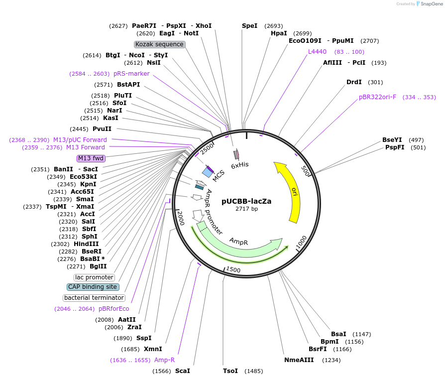 32563-plasmid-map-sequence-id-37559