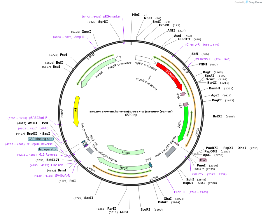 191141-plasmid-map-sequence-id-375596