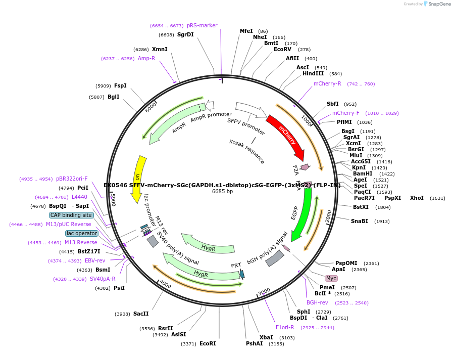 191178-plasmid-map-sequence-id-375605