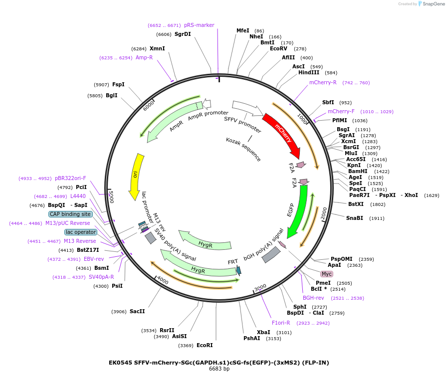 191177-plasmid-map-sequence-id-375606