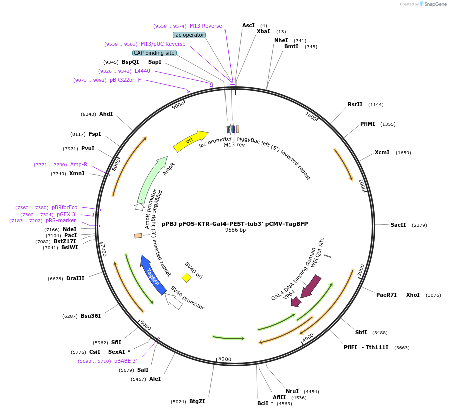 176531-plasmid-map-sequence-id-375608