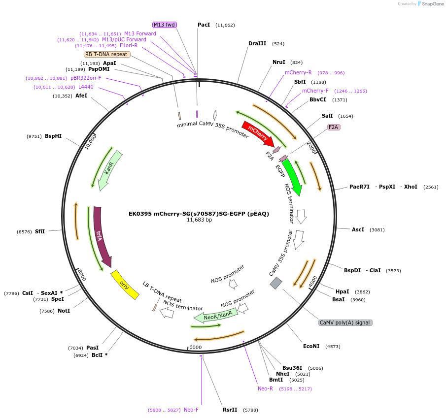 191170-plasmid-map-sequence-id-375613