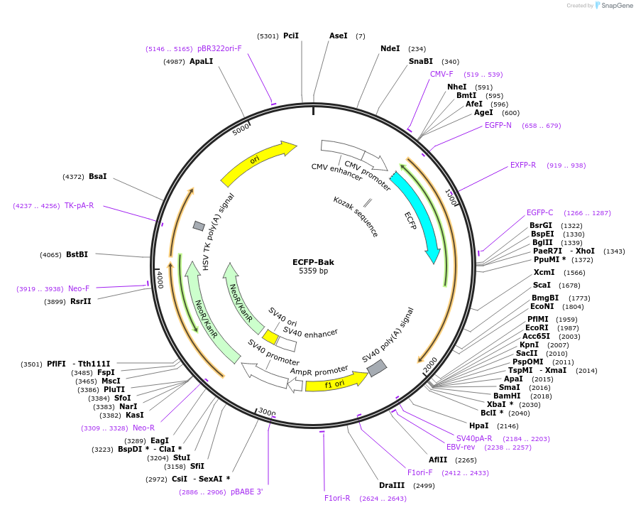 31501-plasmid-map-sequence-id-37562