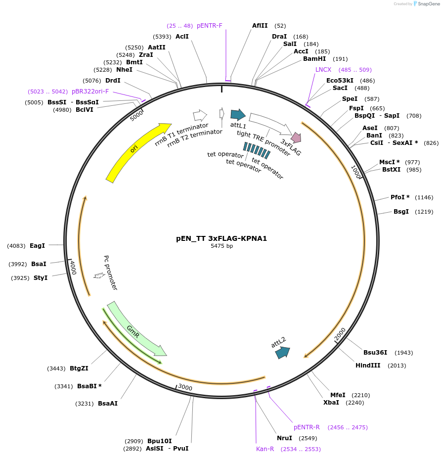 192304-plasmid-map-sequence-id-375653