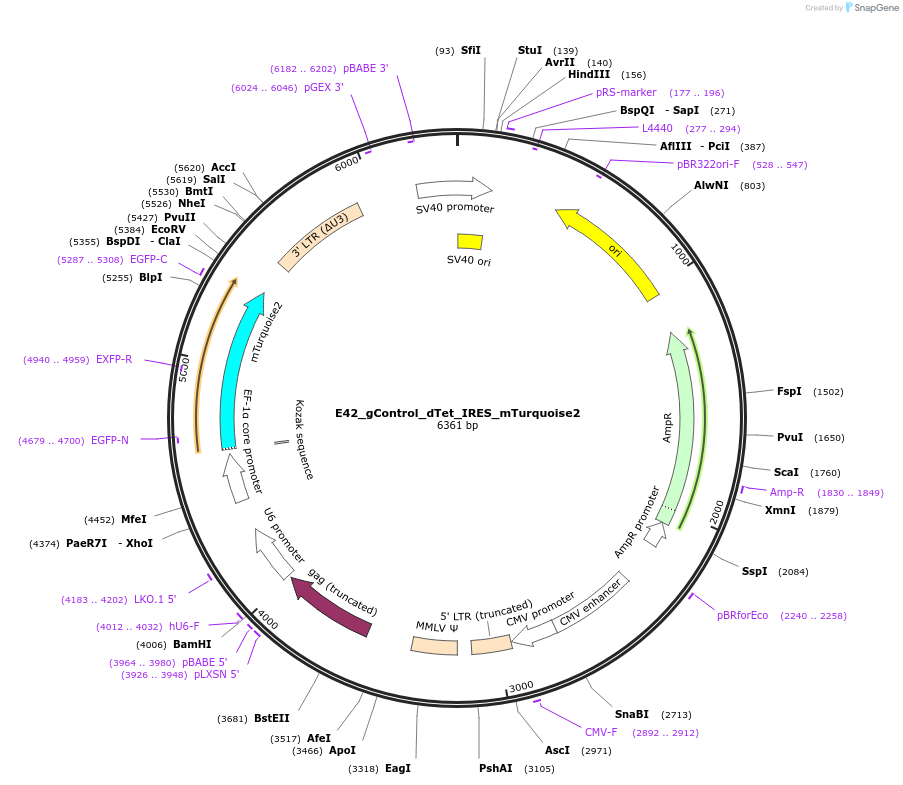 189799-plasmid-map-sequence-id-375676