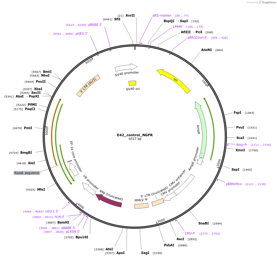 189800-plasmid-map-sequence-id-375681