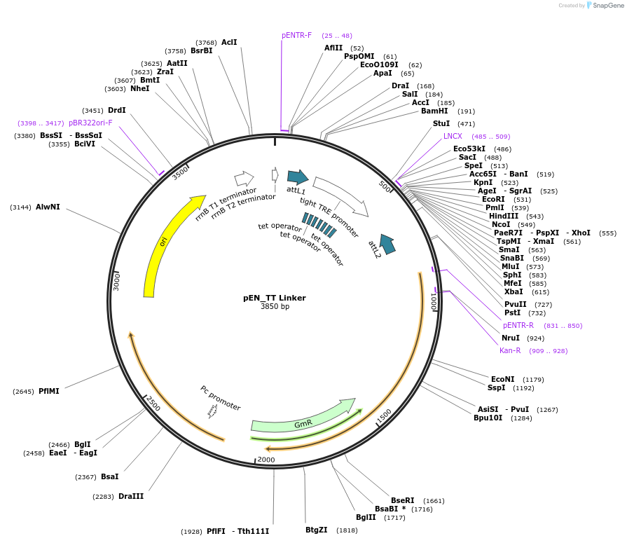192307-plasmid-map-sequence-id-375714