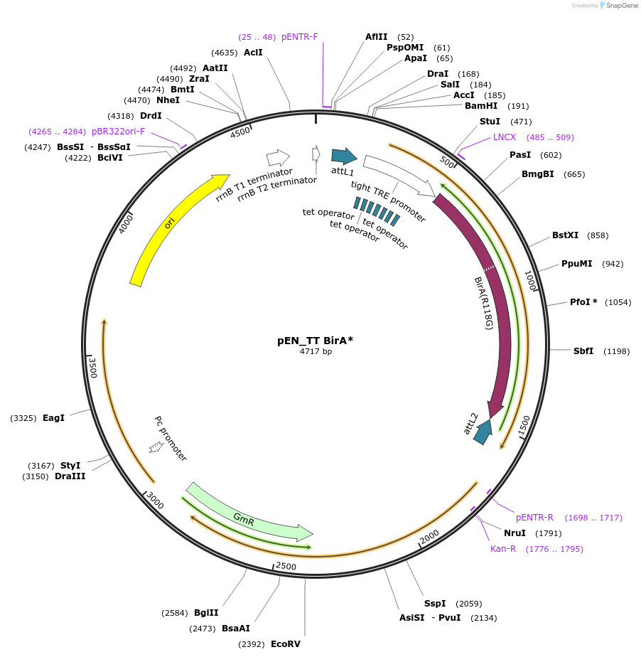 192309-plasmid-map-sequence-id-375716