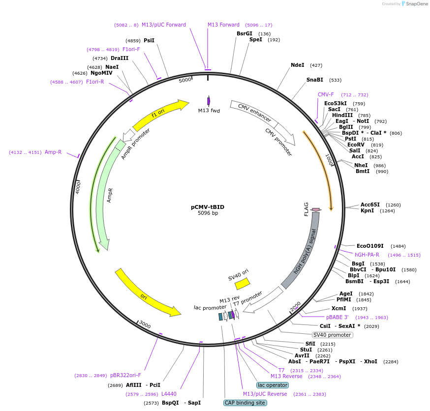 21149-plasmid-map-sequence-id-375718