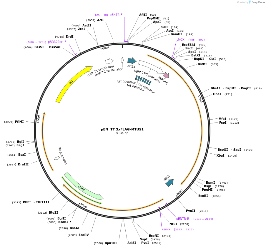 192298-plasmid-map-sequence-id-375720