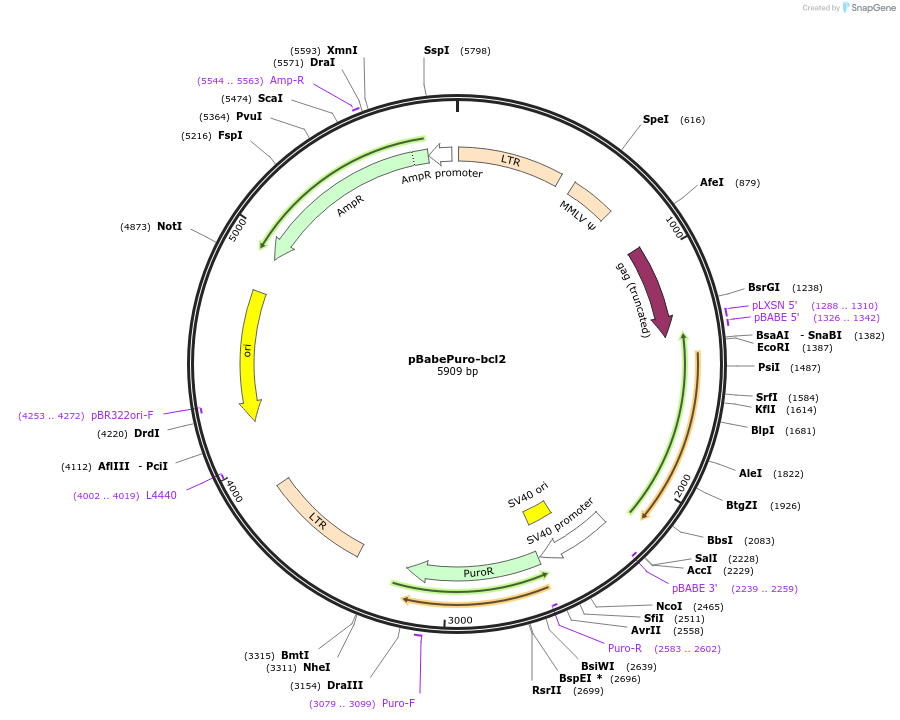 21144-plasmid-map-sequence-id-375726