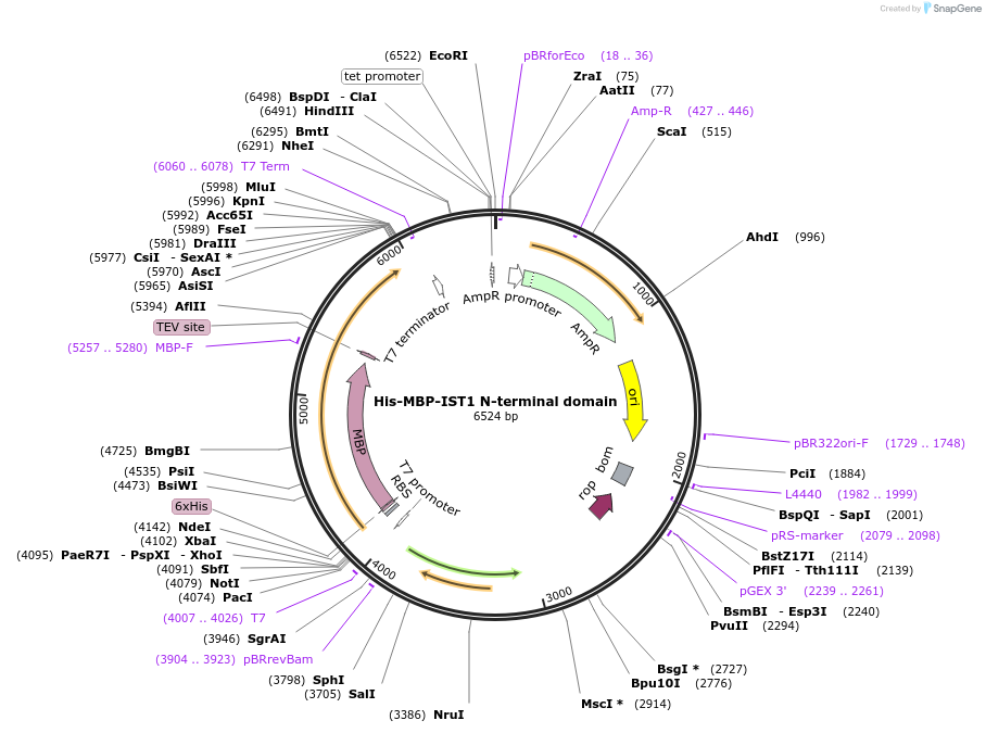 184805-plasmid-map-sequence-id-375727