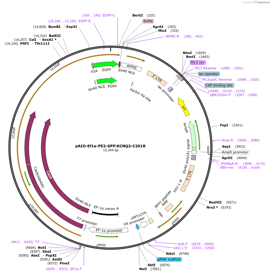 185060-plasmid-map-sequence-id-375730