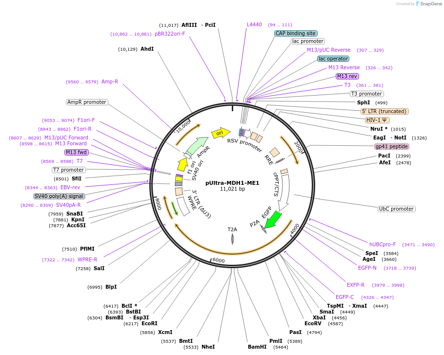 184465-plasmid-map-sequence-id-375732