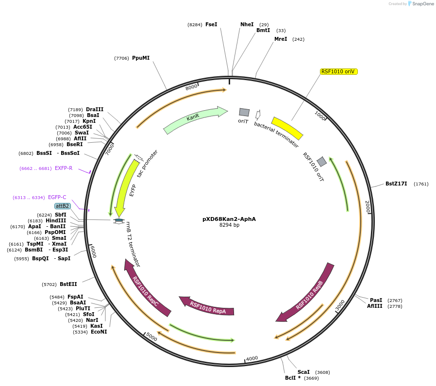 191248-plasmid-map-sequence-id-375746