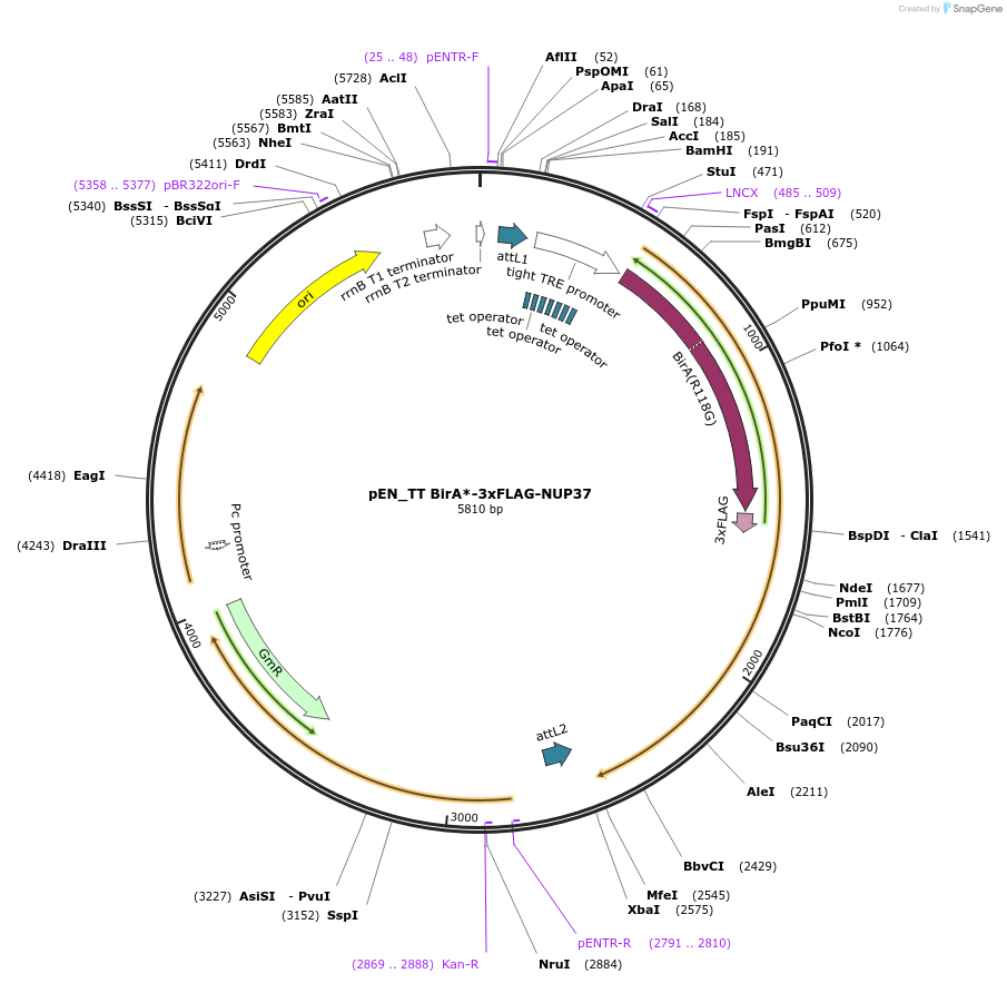 192311-plasmid-map-sequence-id-375748