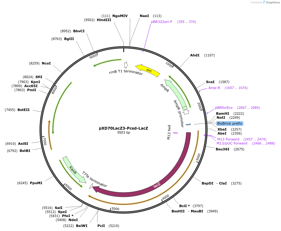 191619-plasmid-map-sequence-id-375755