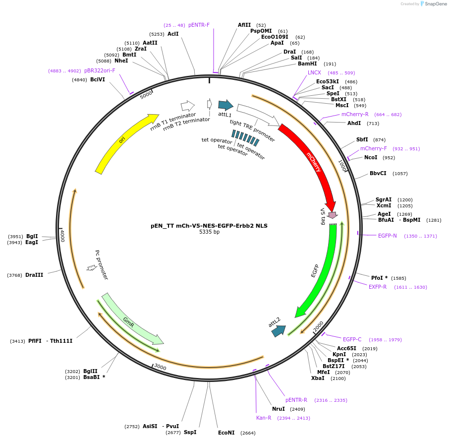 192317-plasmid-map-sequence-id-375756