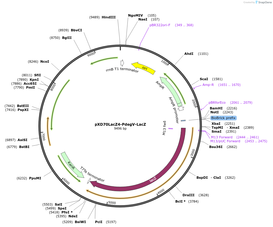 191620-plasmid-map-sequence-id-375757