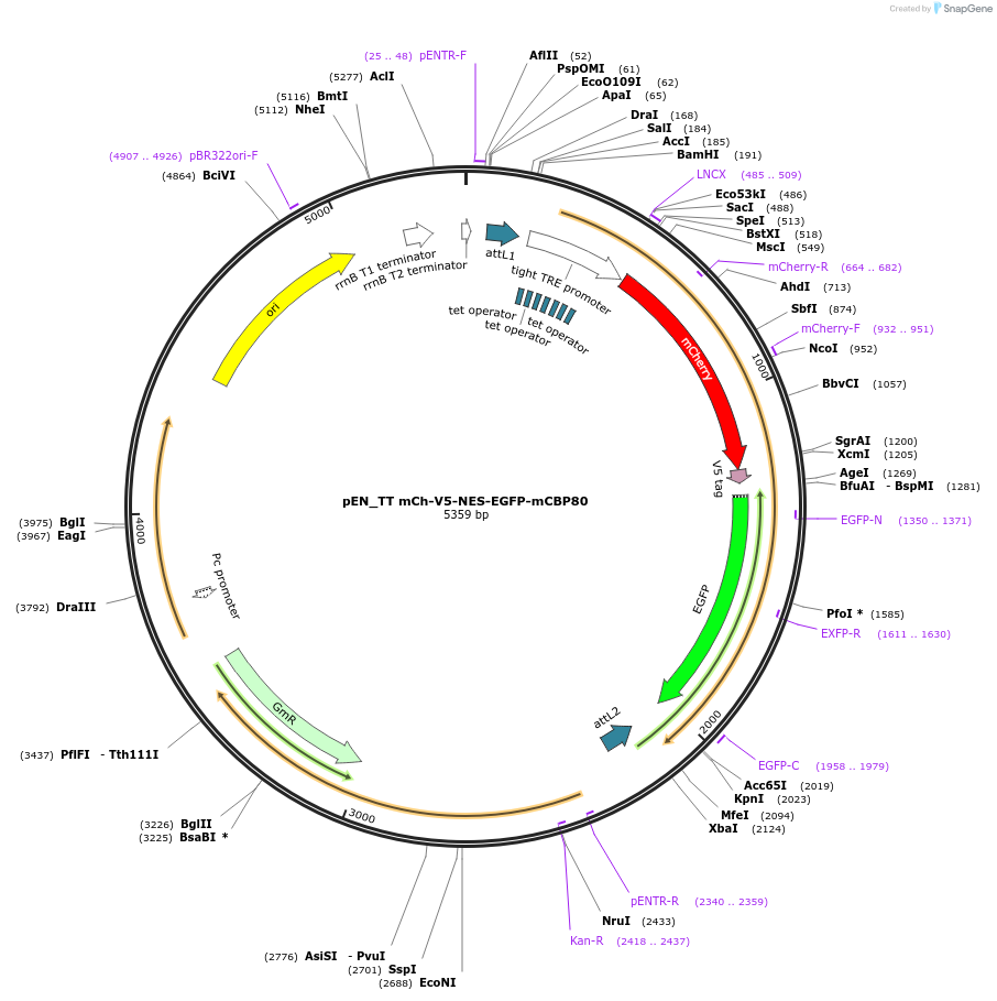 192313-plasmid-map-sequence-id-375779
