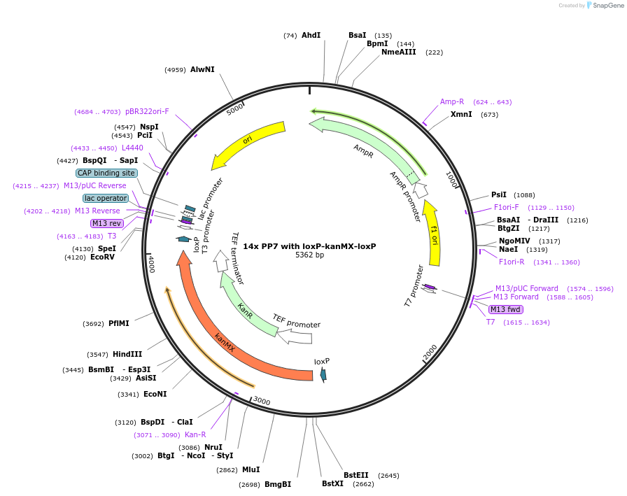 189939-plasmid-map-sequence-id-375781