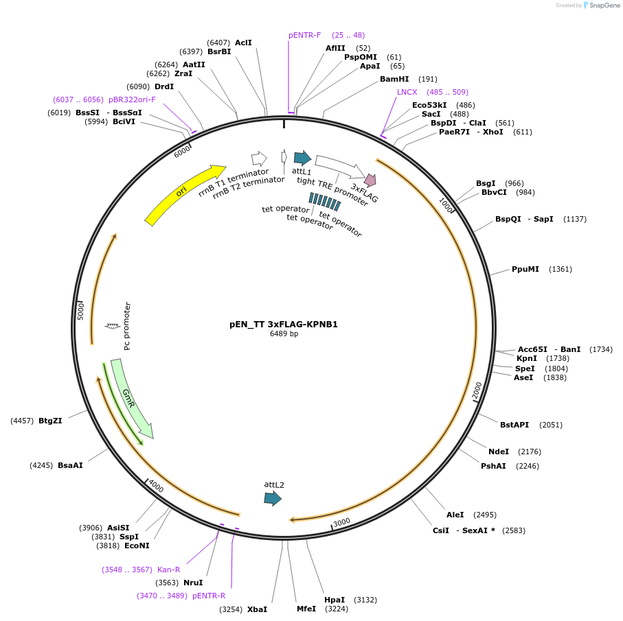 192301-plasmid-map-sequence-id-375786
