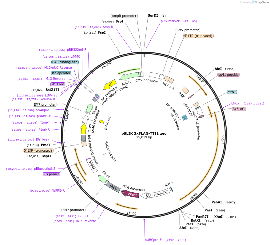 192328-plasmid-map-sequence-id-375788