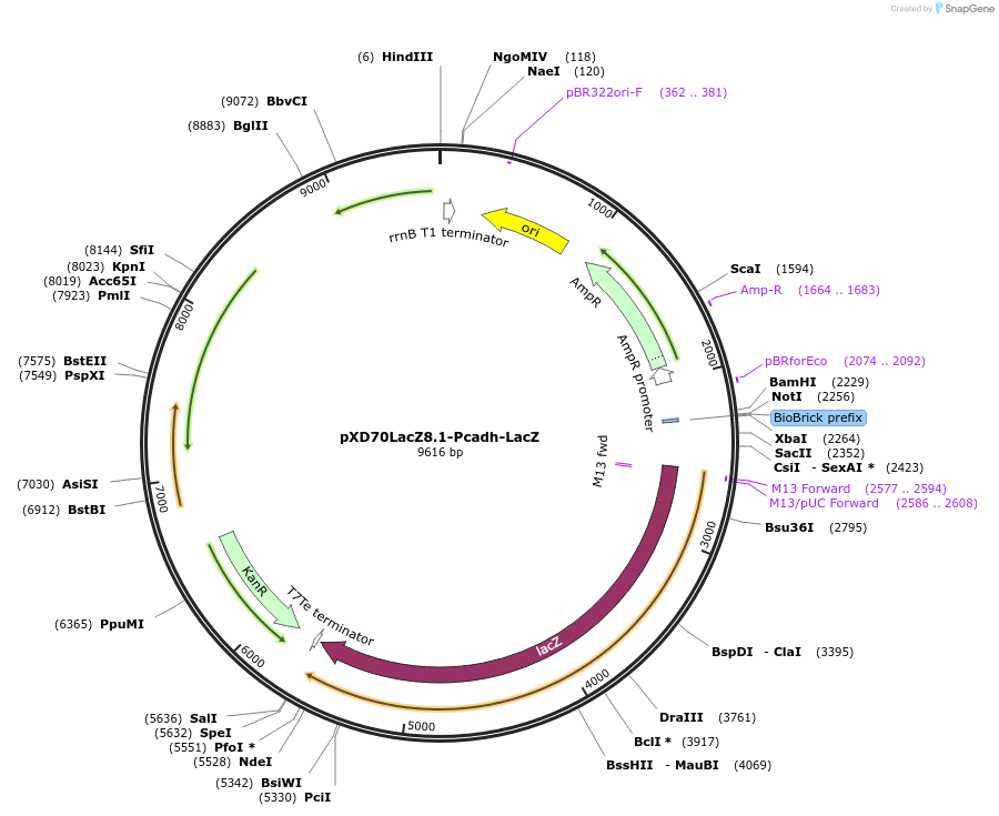 191624-plasmid-map-sequence-id-375789