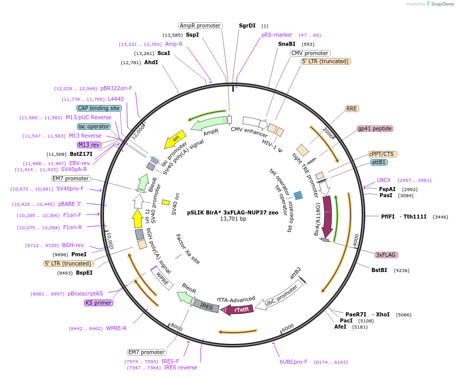 192333-plasmid-map-sequence-id-375793