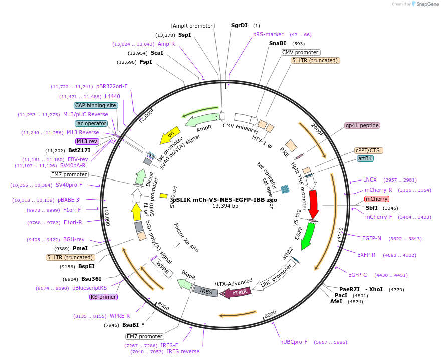 192336-plasmid-map-sequence-id-375794