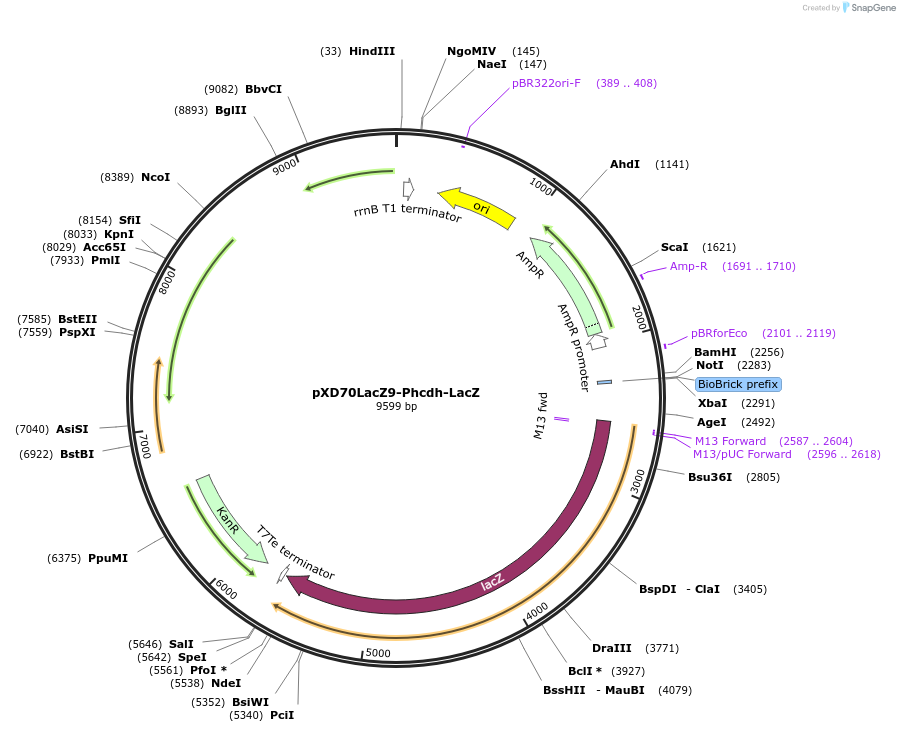 191625-plasmid-map-sequence-id-375796