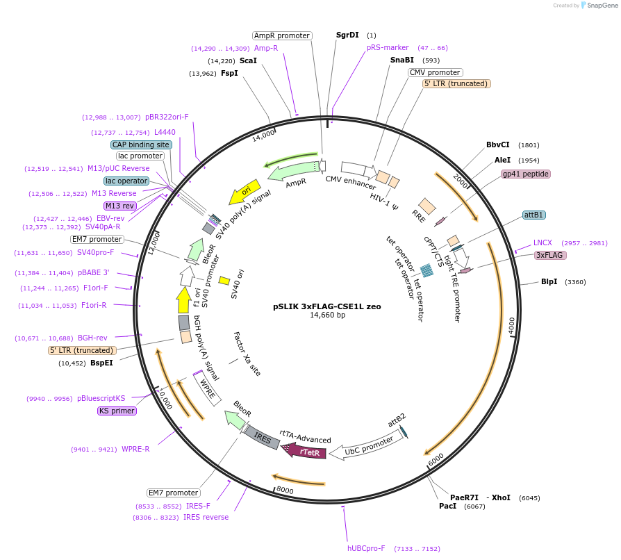 192320-plasmid-map-sequence-id-375801