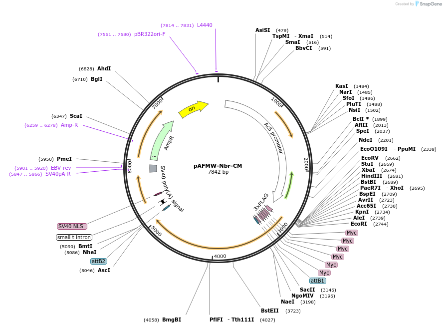 188585-plasmid-map-sequence-id-375840