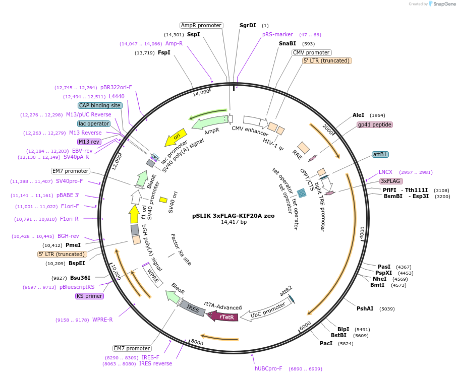 192322-plasmid-map-sequence-id-375842