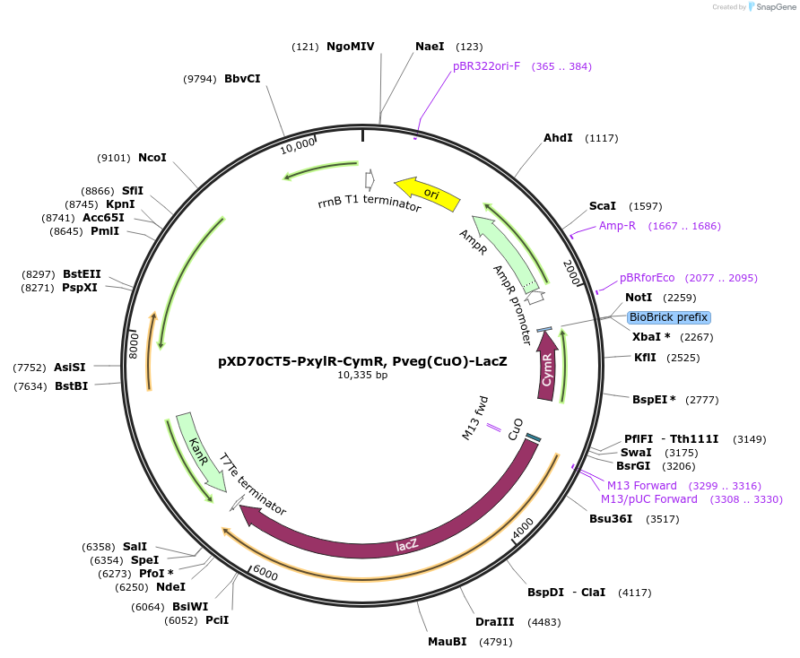 191627-plasmid-map-sequence-id-375844